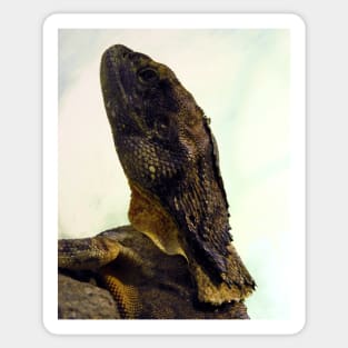 Frilled-necked Lizard Sticker